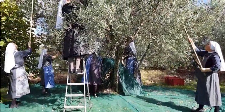 VIDEO Časne sestre berbom maslina na Krku spojile Slavoniju i Kvarner