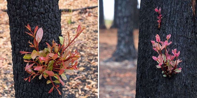 SIMBOL NADE Pogledajte kako se nakon požara u Australiji šuma čudesno obnavlja