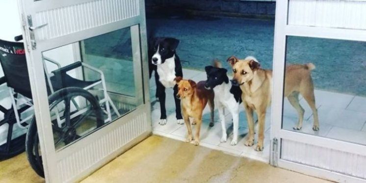 Beskućnik završio u bolnici, psi lutalice za koje se brinuo satima čekali ispred