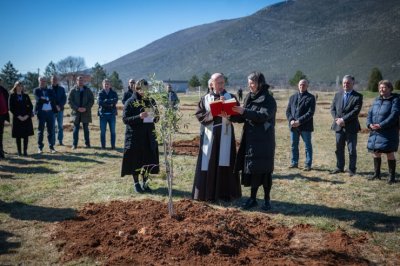 SADNJA „MASLINIKA NADE“ U BIJELOM POLJU